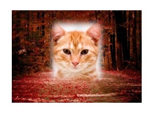 Moldura - Folhas Vermelhas