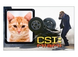 Moldura - Csi Miami   Na Mira