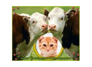 Moldura - Vacas Apaixonadas