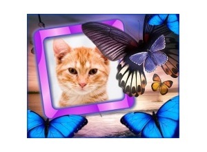 Moldura - 6 Borboletas