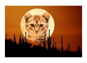 Moldura - Lua Amarela