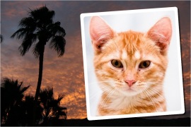 Moldura - Coqueiro Ao Por Do Sol