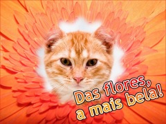 Moldura - Das Flores A Mais Bela