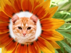 Moldura - Beautiful Orange Flower