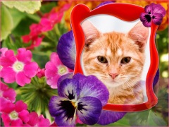 Moldura - Flores Rosas E Roxas