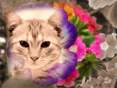 Moldura - Linda Flor Com Tons Sepia