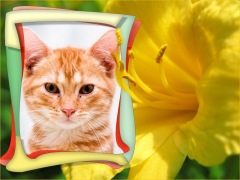 Moldura - Flor Amarela