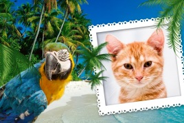 Moldura - Arara E Praia