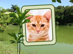 Moldura - Lago Do Zoologico De Sorocaba
