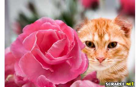 Linda moldura com rosa