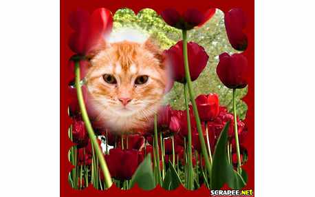 Moldura com tulipas vermelhas. Adicione a sua foto!