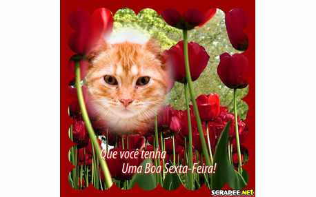 Moldura de sexta feira com tulipas vermelhas