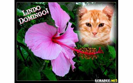 Moldura de Domingo com flor de Hibisco.