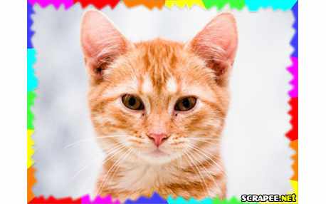 Borda fina colorida para foto!