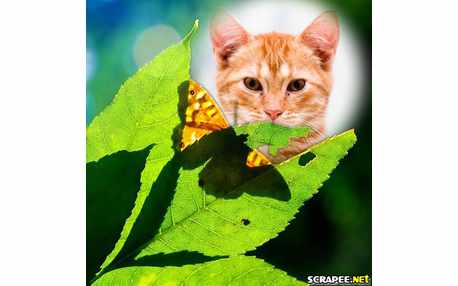 Moldura com Borboleta