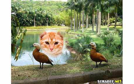 Moldura  com marrecos