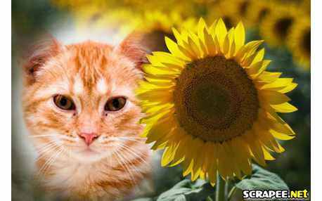 Montagem de Girassol