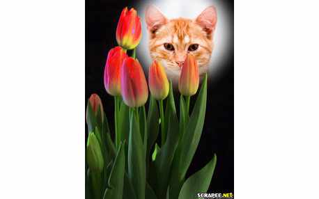Coloque sua Foto numa Linda Moldura com tulipas!