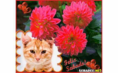 Moldura - Dalia Vermelha