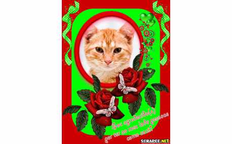 Moldura - Borboletas Na Rosa