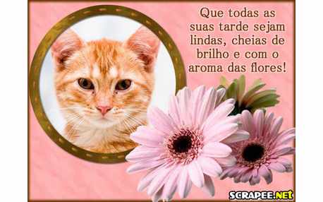 Moldura - Margaridas Rosa