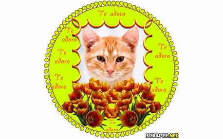 Moldura - Circulo Trabalhado