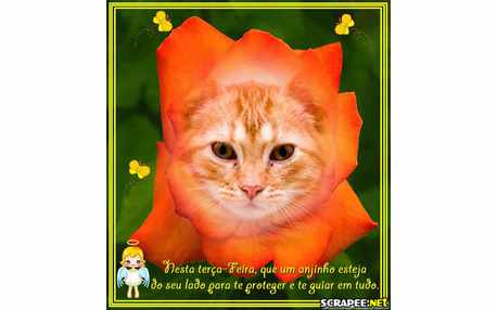 Moldura - Rosa Laranja