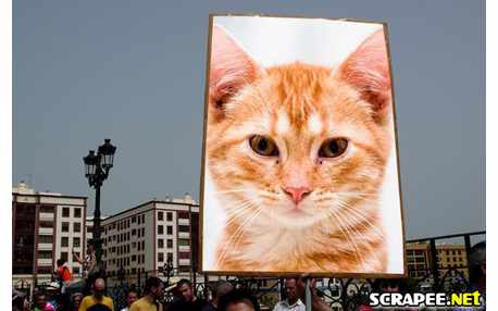 Moldura - Manifestacao