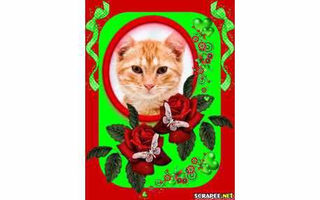 Moldura - Borda Redonda