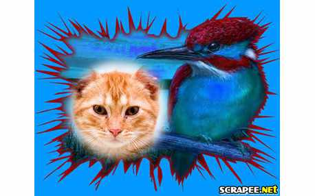 Moldura - Passaro Azul