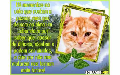 Moldura - Momentos Na Vida