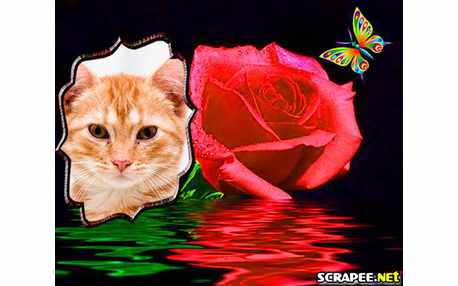 Moldura - Rosa Dentro Dagua