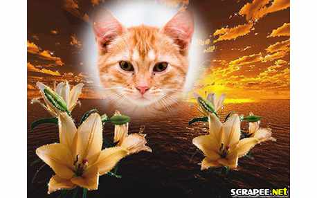 Moldura - Entardecer Florido