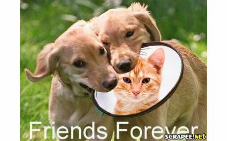 Moldura - Na Boca Dos Caes