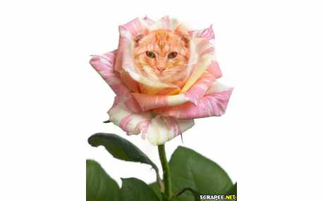 Moldura - Rosa Mesclada