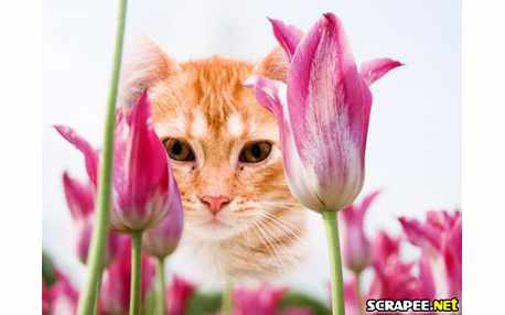 Moldura - Canteiro De Tulipas