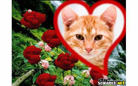 Moldura - Entre As  Rosas