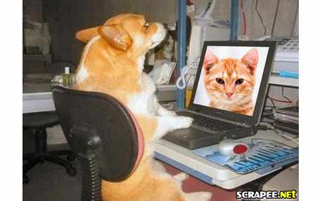 Moldura - Cao Usando Pc