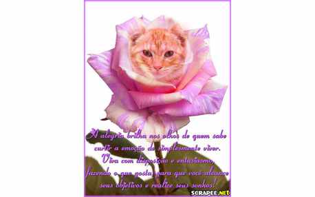 Moldura - Alegria Brilha