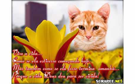 Moldura - Viva A Vida