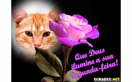 Moldura - Rosas Roxa