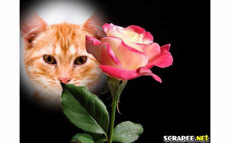 Moldura - Rosa Salmon