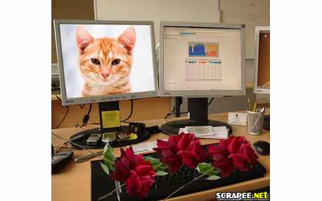 Moldura - Rosas No Teclado