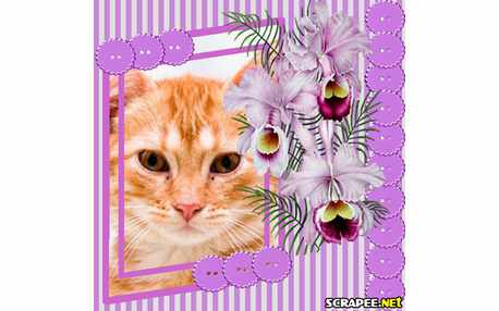 Moldura - Pintura De Orquideas