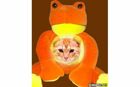 Moldura - Sapo Laranja