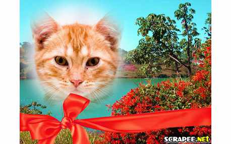 Moldura - Foto No Cartao