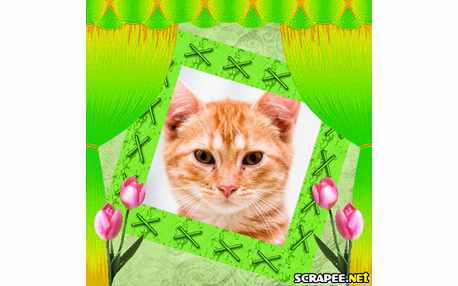 Moldura - Certina Verde Cana