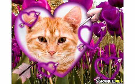 Moldura - Milhoes De Coracaoes