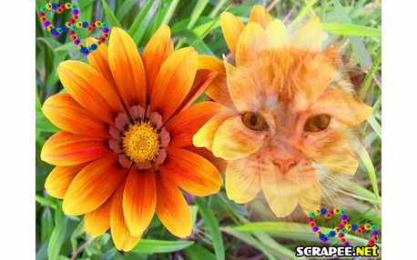 Moldura - Flor Laranja