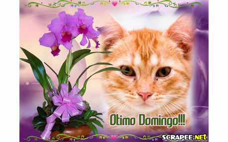 Moldura - Orkideas Roxa